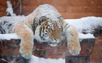 НОВОГОДНИЙ МОГИЛЁВ 